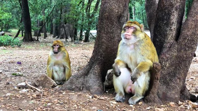 Wild monkey Barbary Apes in Cedre Forest close to Azrou, Middle Atlas, Morocco in Africa