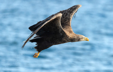 Adult White-tailed eagle in flight. Blue Ocean Background. Scientific name: Haliaeetus albicilla, also known as the ern, erne, gray eagle, Eurasian sea eagle and white-tailed sea-eagle.