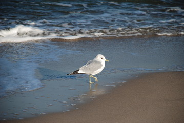 seagull on the beach 1