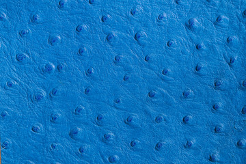 Texture of blue genuine Ostrich Stamped leather close-up, matte surface, fashion, exotic, trendy...