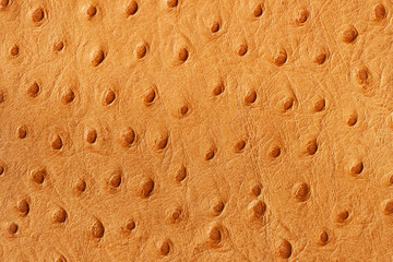 Texture of brown genuine Ostrich Stamped leather close-up, fashion, exotic, trendy background. Concept of shopping, manufacturing