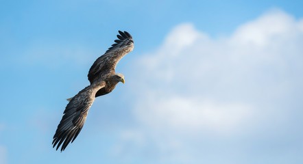 Naklejka na ściany i meble Adult white tailed eagle in flight. Blue sky background. Scientific name: Haliaeetus albicilla, also known as the ern, erne, gray eagle, Eurasian sea eagle and white-tailed sea-eagle.