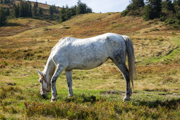 Obraz premium White horse in aplles grazing in meadow. Farm animal concept. Horse eating grass in hills. Farm landscape. Horse on pasture. 
