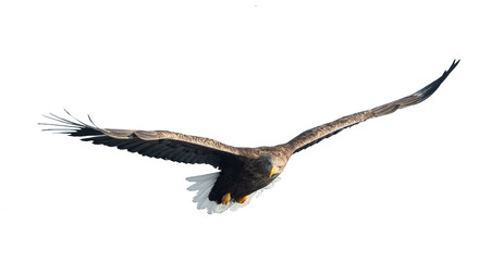 Adult White-tailed eagle in flight. Isolated on White background. Scientific name: Haliaeetus albicilla, also known as ern, erne, gray eagle, Eurasian sea eagle and white-tailed sea-eagle