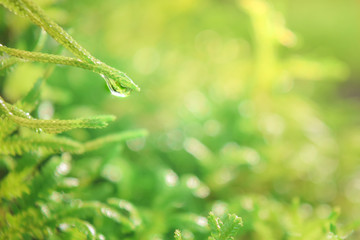 Drops water in morning