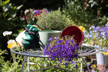 Beautiful flowers from garden center, colorful pots, garden tools are on table in a blooming garden on a sunny bright day. Concept: gardening and English style garden.