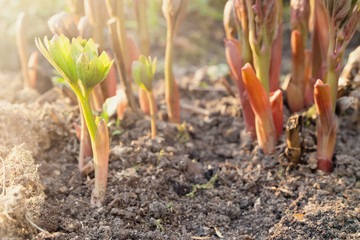Young peony shoots in early spring.