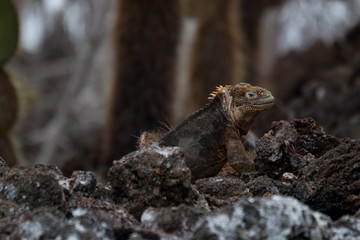 Iguana on Venecia Island, Galapagos Islands