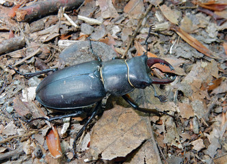 Male specimen of the stag beetle Lucanus ibericus, photographed in Lagodekhi, Georgian caucasus