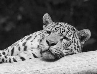 The lazy leopard