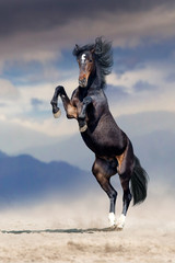 Bay stallion rearing up with mountain landscape behind