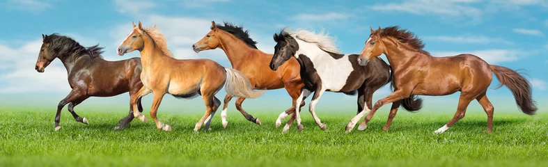 Zelfklevend Fotobehang Paarden vrijloop galop i groen veld met blauwe lucht erachter © kwadrat70