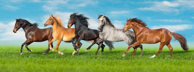 Foto op Canvas Horses free run gallop i green field with blue sky behind © kwadrat70
