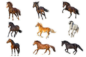 Horse collection isolated on white background