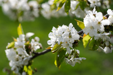 Obraz na płótnie Canvas White cherry blossoms on branch