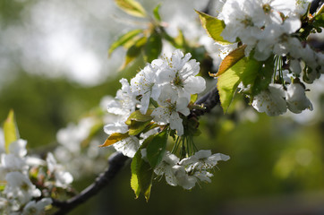 White cherry blossoms on branch
