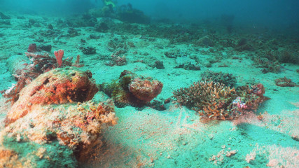 Fototapeta na wymiar Scorpionfish camouflaged on coral reef. Dive, underwater world, corals and tropical fish. Diving and snorkeling in the tropical sea. Philippines, Mindoro.