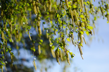 Birch tree during springtime