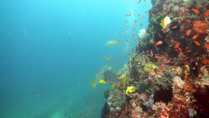 Plakat Fish and coral reef at diving. Wonderful and beautiful underwater world with corals and tropical fish. Hard and soft corals. Philippines, Mindoro. Diving and snorkeling in the tropical sea.
