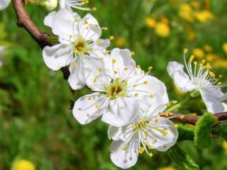 White cherry flowers