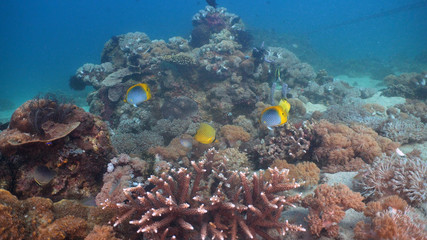 Tropical fish on coral reef at diving. Wonderful and beautiful underwater world with corals and tropical fish. Hard and soft corals. Philippines, Mindoro.