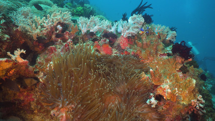 Clown Anemonefish in actinia on coral reef. Amphiprion percula. Mindoro. Underwater coral garden with anemone and clownfish. Philippines