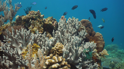 Fish and coral reef at diving. Wonderful and beautiful underwater world with corals and tropical fish. Hard and soft corals. Philippines, Mindoro. Diving and snorkeling in the tropical sea.
