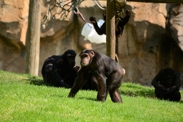 chimpanzee on a background of green grass in the zoo