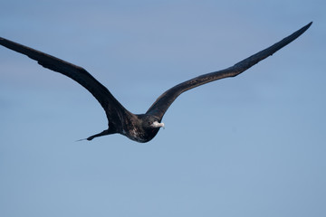 Frigatebird plying over San Salvador Island, Galapagos Islands