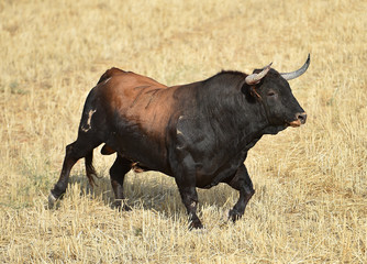 toro grande en españa con grandes cuernos