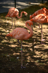 Fototapeta na wymiar pink flamingo at the zoo