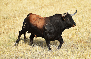 toro en españa