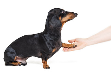 Adorable dachshund dog, black and tan, gives paw his owner closeup with human hand, isolated on white background