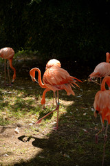 pink flamingo at the zoo