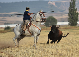 bull with horse