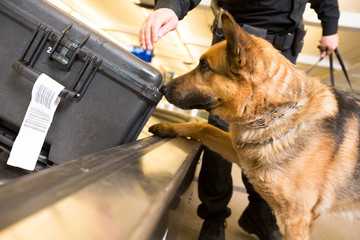 Police K9 dog sniffs luggage