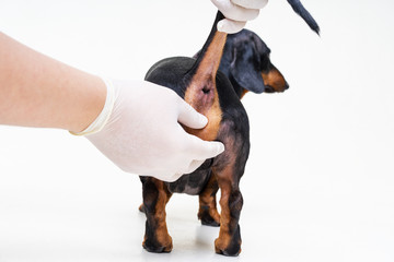 Cleaning the paranal glands in the dog veterinarian in the clinic