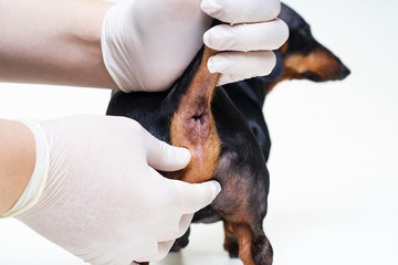 regular procedure prophylactic cleaning the paranal glands in the dog veterinarian in the clinic