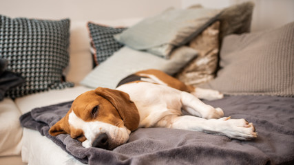 Obraz premium Sleeping beagle on the sofa in living room