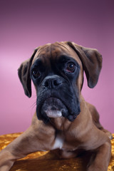 Close up on boxer dog's head.