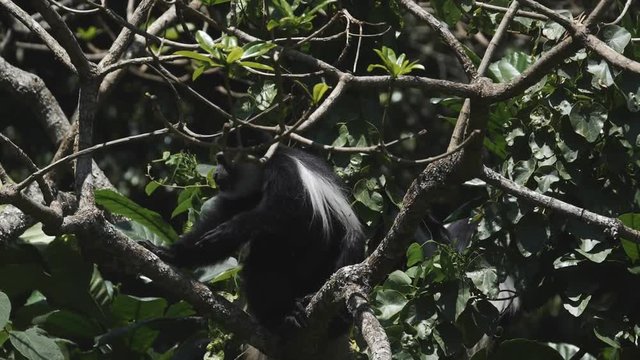 slow motion clip of a black and white colobus monkey scratching its arm at arusha national park in tanzania- originally recorded at 180p
