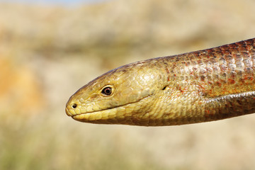 closeup of Pseudopodus apodus head
