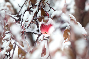 Apples on a Tree Under Fresh Snow. Red apples on an apple-tree covered with snow