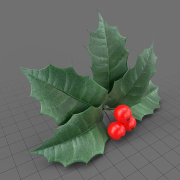 Holly berry leaves and fruits 1