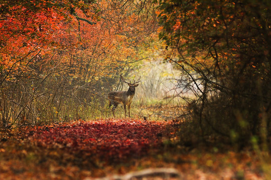 Fototapeta curious deer looking towards the photographer