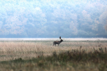 deer buck in the field