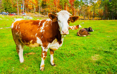 Italian red pied cow in a pasture