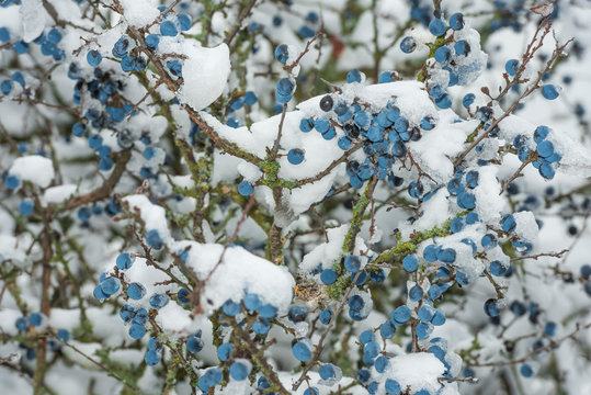 Schlehdornen im Schnee aus dem Waldviertel
