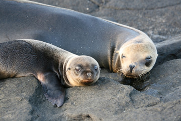 Fototapeta premium Mother and Baby seal on San Salvador, Galapagos Islands