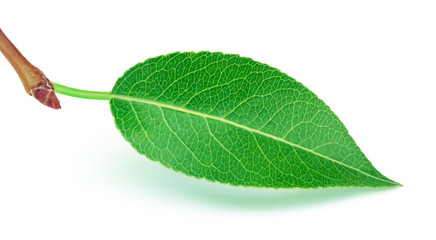 Pear leaf isolated on white